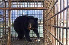 Thousands of Hanoians call for end to bear farming