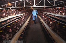 Plan seeks to minimise social, economic impact of bird flu