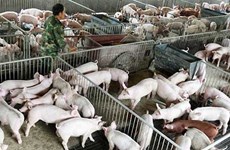 Preparations made to cope with swine fever
