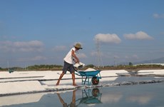 Salt farmers in Ba Ria-Vung Tau rejoice as sun beats down