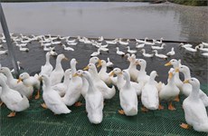 Vietnamese duck meat to be shipped abroad 