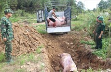 PM requests measures to control African swine fever 
