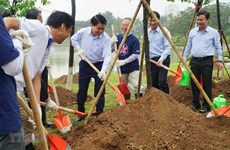 Additional 1,000 cherry blossom trees planted in Hanoi park