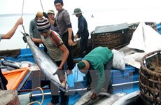 Tuna exports likely to reach 1 billion USD this year
