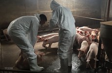 Localities take measures to prevent African swine fever