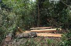 Decline in Vietnam’s deforestation cases