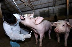 Ha Nam strives to fight African swine fever