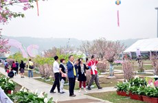 Quang Ninh province to host flower festival 