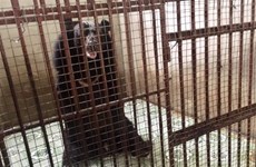 Two caged bears in Binh Duong rescued