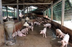 FAO, OIE support Vietnam in tackling African swine fever outbreaks
