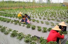 Strawberry farm in Hanoi - evidence of potential farm tourism