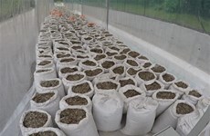 Singapore seizes large quantity of pangolin scales