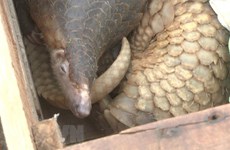 39 pangolins handed over to Cuc Phuong National Park