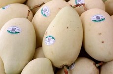 Vietnam exports first batch of mangoes to US