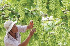Ninh Thuan Grape and Wine Festival 2019 to take place in late April