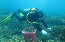 Con Dao conservationists take steps to save coral