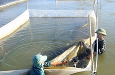 Projects to revive fishery resources in central provinces launched