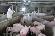 Firm helps Laos build livestock information system for epidemic control