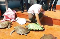 Quang Nam to release seven rare turtles back to nature