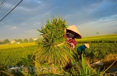 Thailand to hold national rice convention in late May