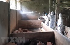 Ha Giang detects first outbreak of African swine fever