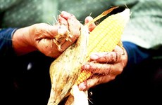 Philippines to import 300,000 tonnes of corn