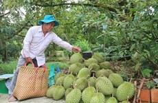 Mekong Delta fruit farmers enjoy bumper harvest, high prices
