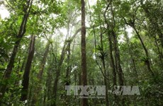 Central Highlands works toward sustainable forest development