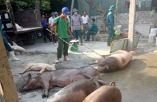 Ministry tackles African swine fever subsidy fraud