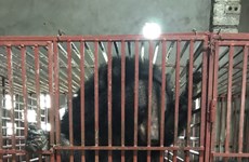 Nghe An: Three bears sent to Ninh Binh bear protection centre