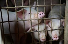 Thailand takes measures to prevent African swine fever 