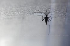 Thailand moves to control mosquito-borne Chikungunya disease