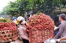 Vietnam becomes second largest exporter of lychees