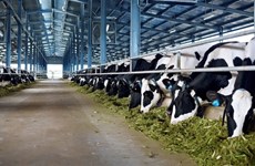 Vinamilk plans another dairy farm in Ha Tinh