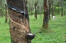 Malaysia’s natural rubber production falls over 30 percent in April