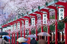 Vietnamese visitors to Japan up 41.6 percent in May