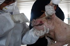 Laos confirms first outbreaks of African swine fever
