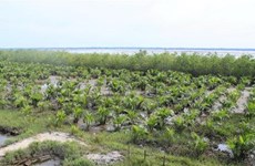 Vietnam moves to protect coastal forest