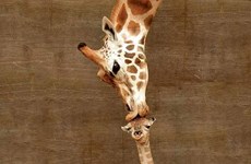 Thailand: Khao Kheow Open Zoo welcomes newborn baby giraffe 