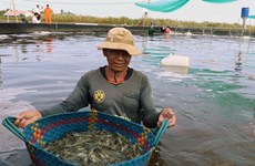 Kien Giang widens efficient rice farming, aquaculture models