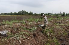 Mekong Delta sugarcane farmers switch en masse to other crops