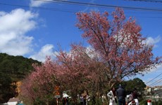 Cherry-like apricot trees planted in Lang Biang plateau