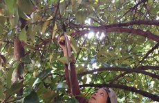 Farmers in Binh Duong see bumper mangosteen harvest