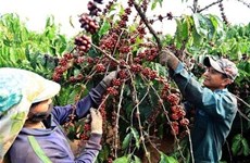 Vietnam’s coffee exports plummet as robusta prices fall