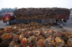 Malaysia to lodge complaint with WTO about EU’s palm oil curbs