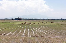 Ninh Thuan farmers lack water, leave 1,500ha of fields fallow