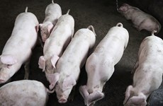 African swine fever spreads in Laos 