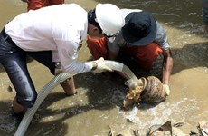 Excavation of ancient ship in Dung Quat Harbour halted