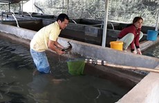 Farmers earn higher incomes from coldwater fish