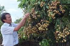 Son La launches export of locally-grown longan 